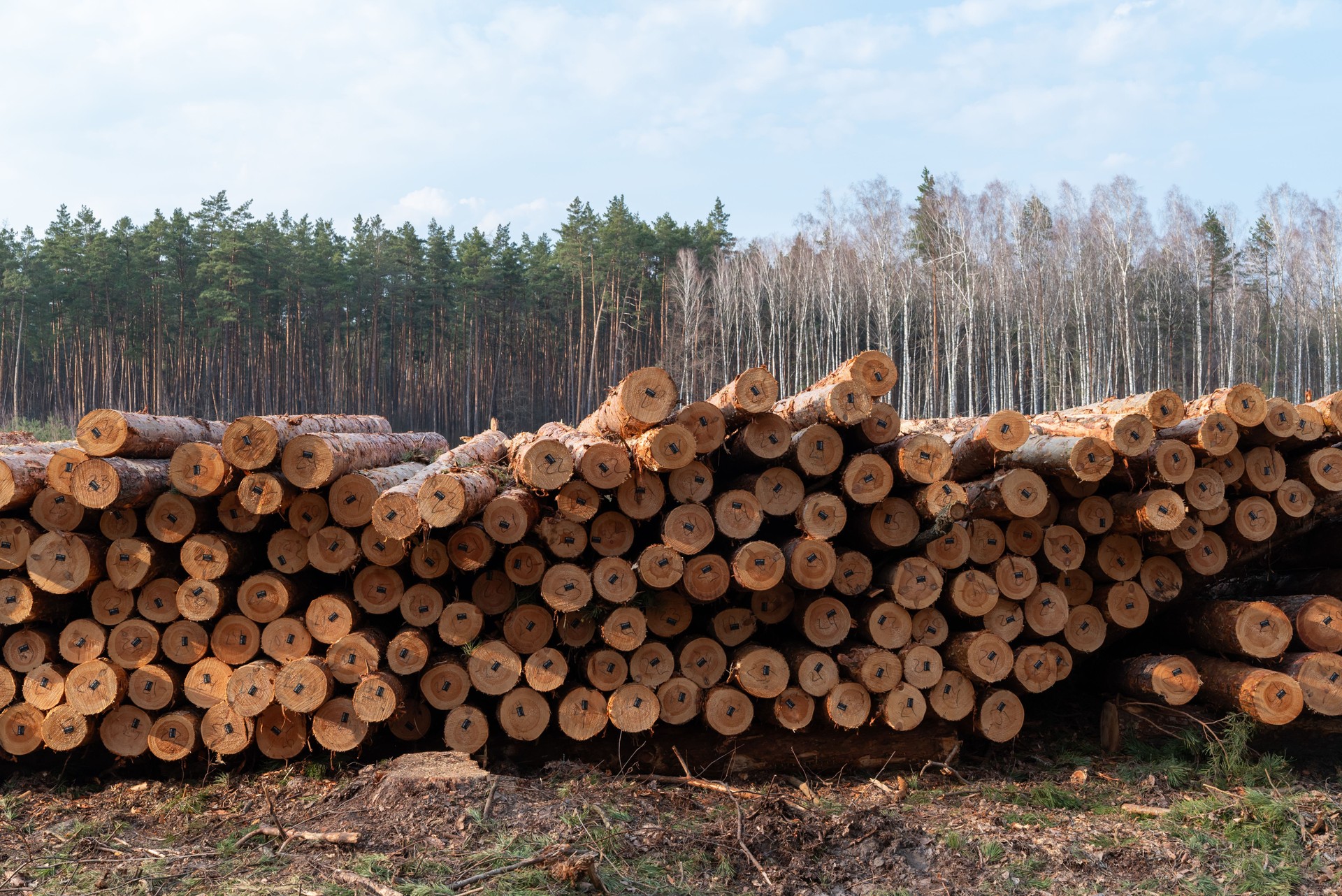 Cut pine tree logs stacked in deforested area near forested land