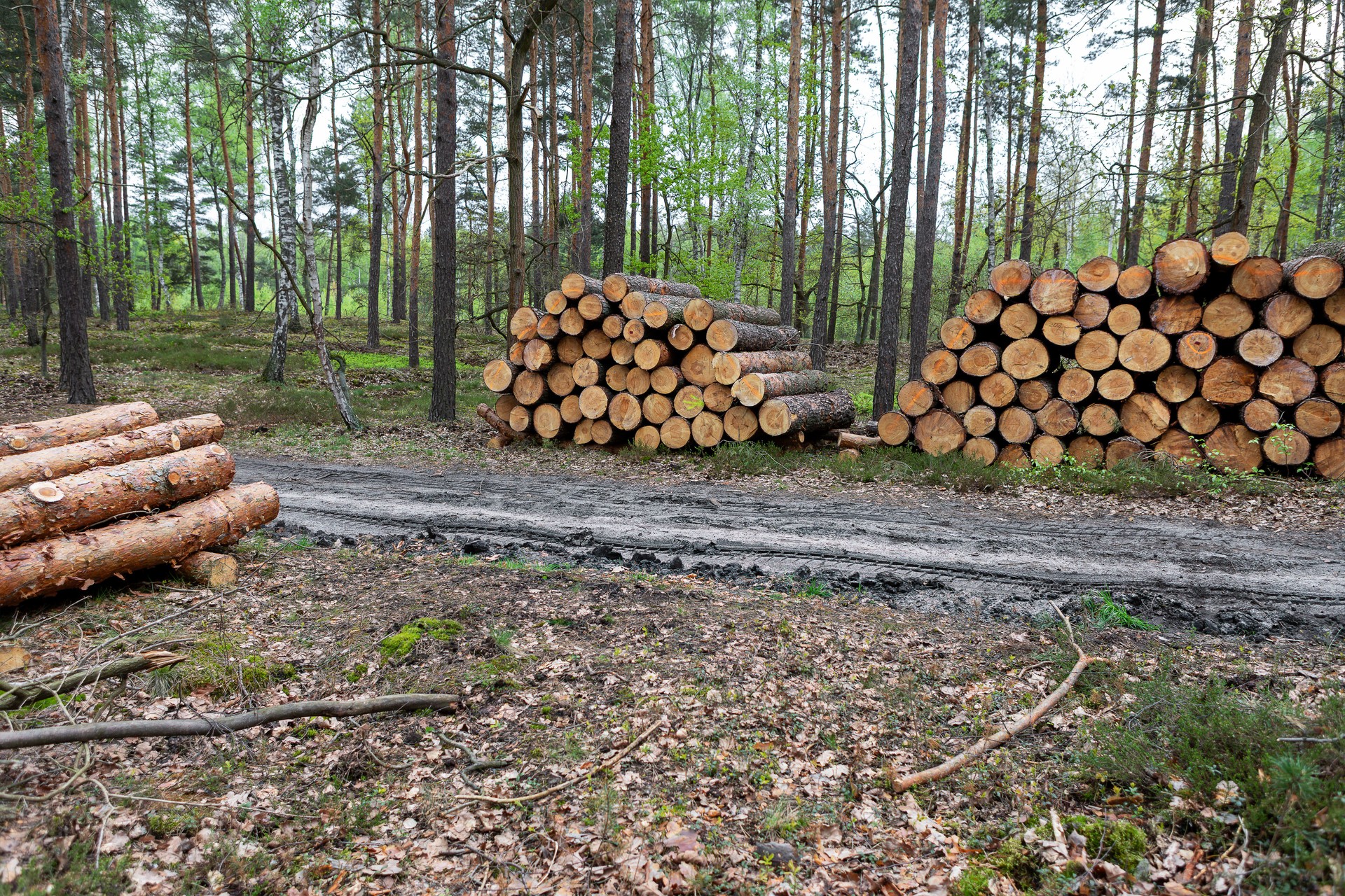 Logs stacked neatly by a muddy path in a serene forest environment