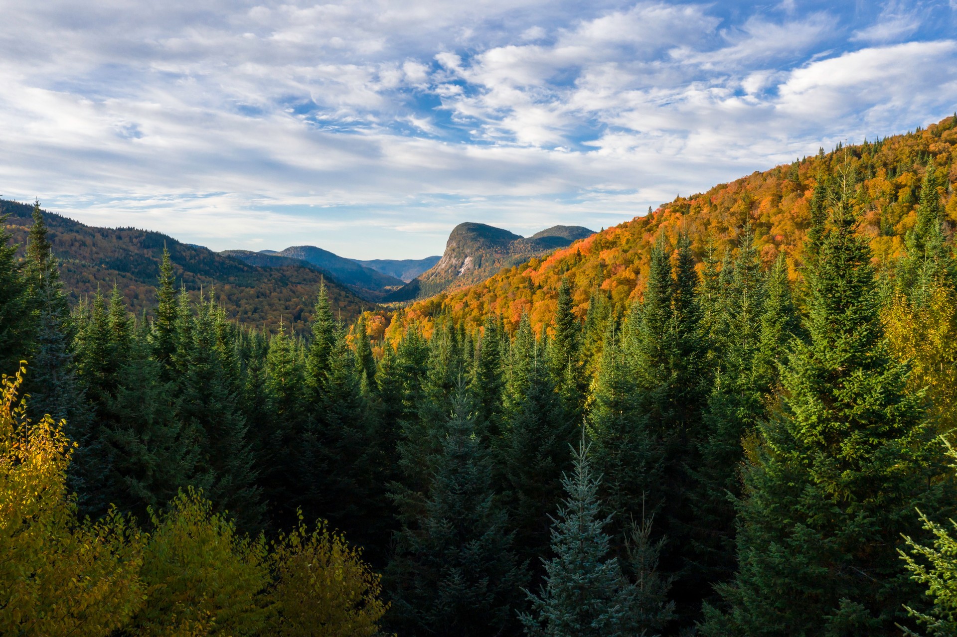 Aerial View of Boreal Forest Nature in Autumn Season at Sunrise, Quebec, Canada