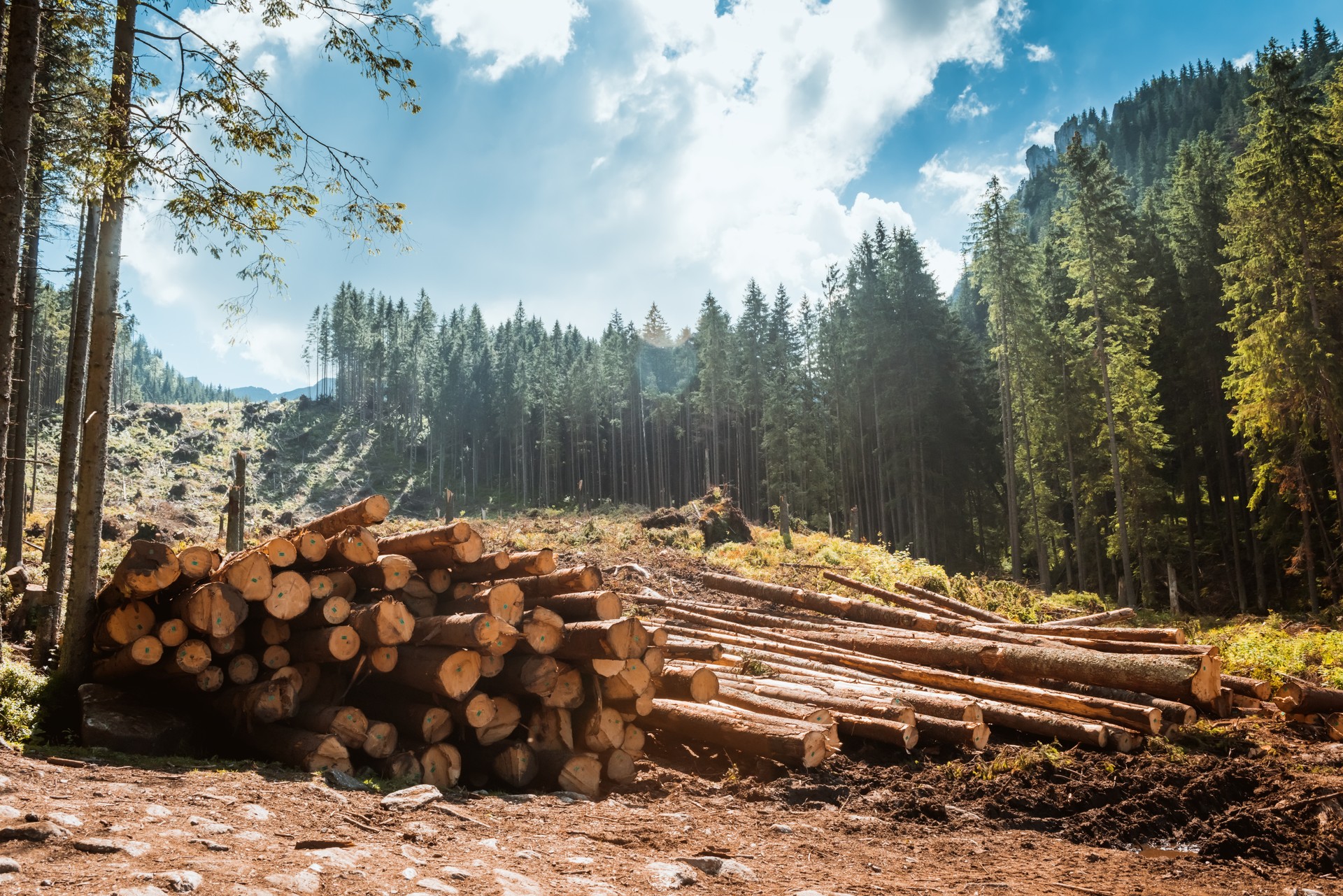 Log stacks along the forest road